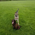 Business 9 image MUDDY PAWS Pets & Animals in Worcester Wo