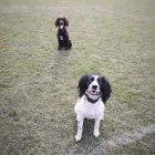 Business 10 image MUDDY PAWS Pets & Animals in Worcester Wo