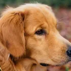 Business 35 image MUDDY PAWS Pets & Animals in Worcester Wo