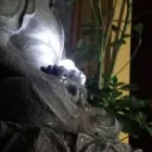 Business 1 image NAMPETCH THAI MASSAGE HEALTH & BEAUTY Massage Therapists in Stockport Gr