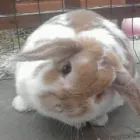 Business 12 image NEIGHBOURHOOD PET CARE Home & Pet Sitting in Huddersfield We
