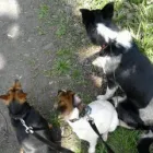 Business 3 image NEIGHBOURHOOD PET CARE Home & Pet Sitting in Huddersfield We