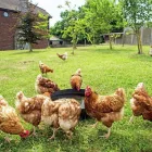 Business 4 image NEW FARM BED & BREAKFAST Guest Houses in Barry So