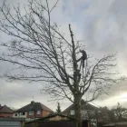 Business 9 image OAKWOOD TREE AND LANDSCAPING Tree Services in Derby De