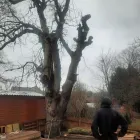 Business 11 image OAKWOOD TREE AND LANDSCAPING Tree Services in Derby De