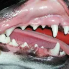 Business 8 image PARKSIDE VETERINARY GROUP Vets in Dundee An