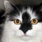 Business 12 image PARKSIDE VETERINARY GROUP Vets in Dundee An