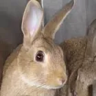 Business 2 image PARKSIDE VETERINARY GROUP Vets in Dundee An