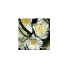 Business 6 image PASSION FLOWERS DONCASTER Florists in Doncaster So