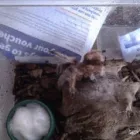 Business 1 image PAWS 'N GO Pets & Animals in Manchester Gr