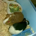 Business 2 image PAWS 'N GO Pets & Animals in Manchester Gr