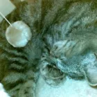 Business 3 image PAWS 'N GO Pets & Animals in Manchester Gr