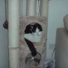 Business 4 image PAWS 'N GO Pets & Animals in Manchester Gr