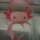 Business 5 image PAWS 'N GO Pets & Animals in Manchester Gr