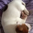 Business 7 image PAWS 'N GO Pets & Animals in Manchester Gr