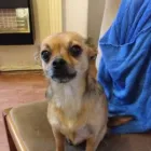 Business 8 image PAWS 'N GO Pets & Animals in Manchester Gr