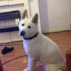 Business 10 image PAWS 'N GO Pets & Animals in Manchester Gr