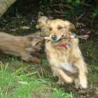 Business 1 image PEGGY DAVIES CERAMICS China & Glassware in Stoke-On-Trent St