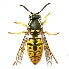 Business 2 image PEST CONTROL KENT Pest & Animal Control in Chatham Ke