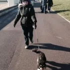 Business 1 image PET SET GO Veterinary Services in Rayleigh Es