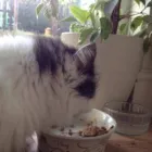 Business 3 image PET SET GO Veterinary Services in Rayleigh Es