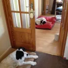 Business 1 image PETSTAY EAST LANCS & BURY Pets & Animals in Rossendale La