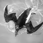 Business 3 image PHOTOGRAPHY BY JOEL MCDERMOTT Wedding Services in ILFRACOMBE De