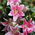 Business 16 image PHOTOGRAPHY BY JOEL MCDERMOTT Wedding Services in ILFRACOMBE De