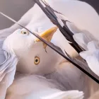 Business 45 image PHOTOGRAPHY BY JOEL MCDERMOTT Wedding Services in ILFRACOMBE De