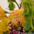 Business 4 image PIMP MY ROSE Wedding Services in Stoke-On-Trent Sts