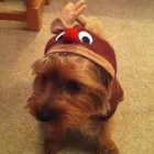 Business 9 image POLLY'S PAWFECT PET SERVICES Pet Services in Wakefield We