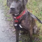 Business 10 image POLLY'S PAWFECT PET SERVICES Pet Services in Wakefield We