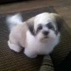 Business 5 image POLLY'S PAWFECT PET SERVICES Pet Services in Wakefield We