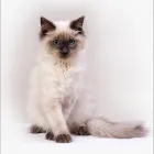 Business 5 image PORTRAITS BY HART General Photographers in Stourbridge We