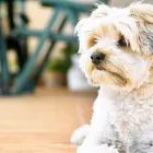 Business 1 image POSH POOCHES LTD Pets & Animals in Yeovil So