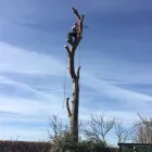 Business 13 image PRESTIGE TREE & LANDSCAPING Tree Services in Wingate Co