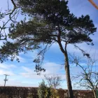 Business 27 image PRESTIGE TREE & LANDSCAPING Tree Services in Wingate Co