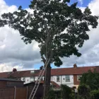 Business 41 image PRESTIGE TREE & LANDSCAPING Tree Services in Wingate Co