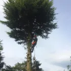 Business 42 image PRESTIGE TREE & LANDSCAPING Tree Services in Wingate Co