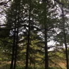 Business 78 image PRESTIGE TREE & LANDSCAPING Tree Services in Wingate Co