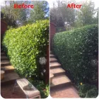 Business 81 image PRESTIGE TREE & LANDSCAPING Tree Services in Wingate Co