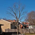 Business 93 image PRESTIGE TREE & LANDSCAPING Tree Services in Wingate Co