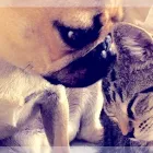 Business 1 image PURRFECT PARTNERS Pet Services in Sawbridgeworth He