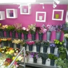 Business 1 image RAYS FLORIST LTD Wedding Supplies in Ash Ha