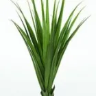 Business 7 image RED HOT PLANTS Trees & Shrubs in Garstang La