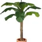 Business 11 image RED HOT PLANTS Trees & Shrubs in Garstang La