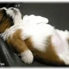 Business 2 image ROSIES 121 DOG BOARDING Dog Training in Stockton-On-Tees Cl
