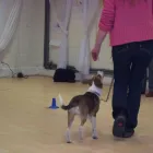 Business 2 image SAMDAIS - DOG TRAINING Pet Services in Gloucester Gl