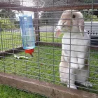 Business 11 image SMALL PET HOTEL Pet Services in Stoke-On-Trent St