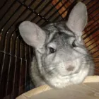 Business 13 image SMALL PET HOTEL Pet Services in Stoke-On-Trent St